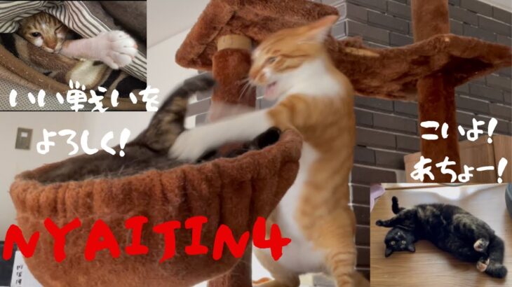 猫の格闘技、NYAIJIN 4（RIZIN）、よくある兄弟喧嘩が激しめです