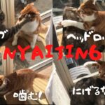 猫の格闘技、NYAIJIN6（RIZIN）この２人の対戦カードが多い…