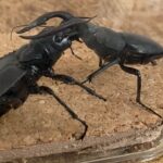 【切り抜き試合】ノコギリクワガタ５７ｍｍＶＳオオエンマハンミョウ５１ｍｍ【異種格闘技】 japan stag beetle vs manticora tiger beetle