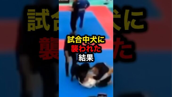 試合中犬に襲われた結果#格闘技#mma#ufc#rizin#海外の反応